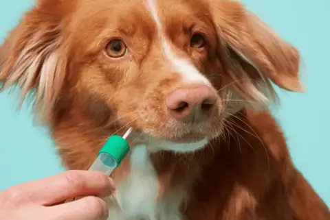 How Embark Dog Age Test Can Reveal Your Dog's True Age